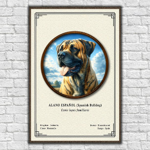 Póster Bulldog Español (Alano Español) Serie de Zoología