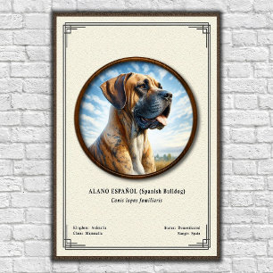 Póster Bulldog Español (Alano Español) Serie de Zoología