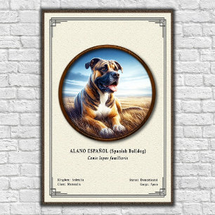 Póster Bulldog Español (Alano Español) Serie de Zoología