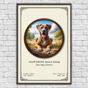 Póster Bulldog Español (Alano Español) Serie de Zoología