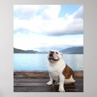 bulldog feliz sentado en cubierta cerca del lago