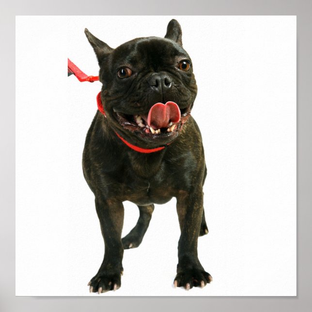 Póster Bulldog francés (Frente)