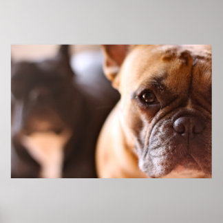 Póster Bulldog francés