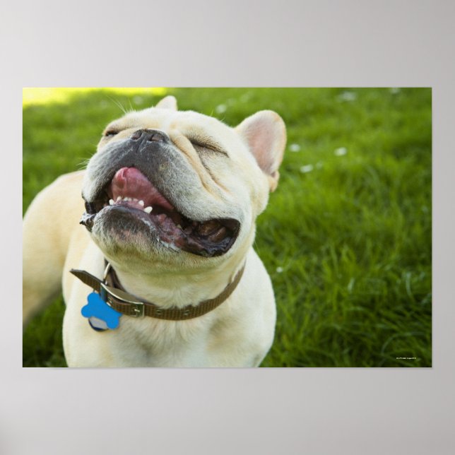 Póster Bulldog francés (Frente)