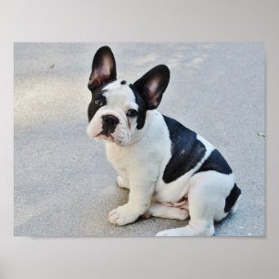 Póster Bulldog francés blanco y negro