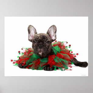Póster Bulldog francés con collar de Navidades