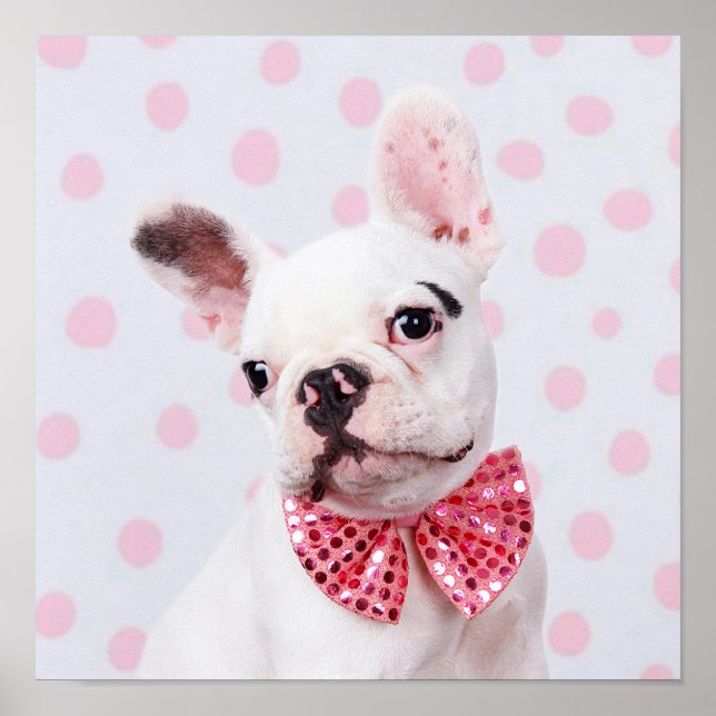 Póster Bulldog francés con puntos de polka (Frente)