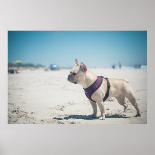 Póster Bulldog Francés En La Playa