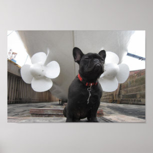 Póster Bulldog francés negro