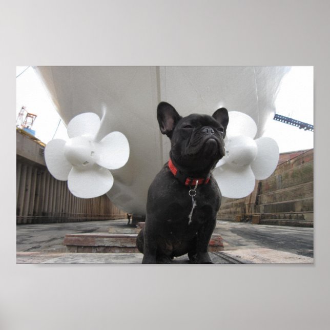 Póster Bulldog francés negro (Frente)