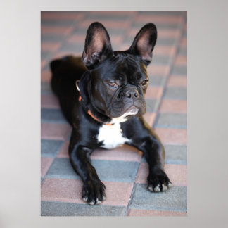 Póster Bulldog Französisch