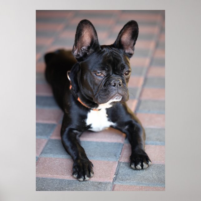 Póster Bulldog Französisch (Frente)
