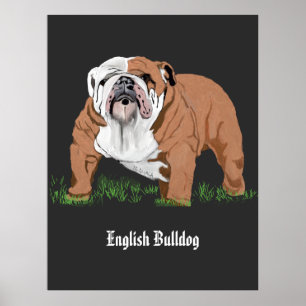 Póster Bulldog inglés