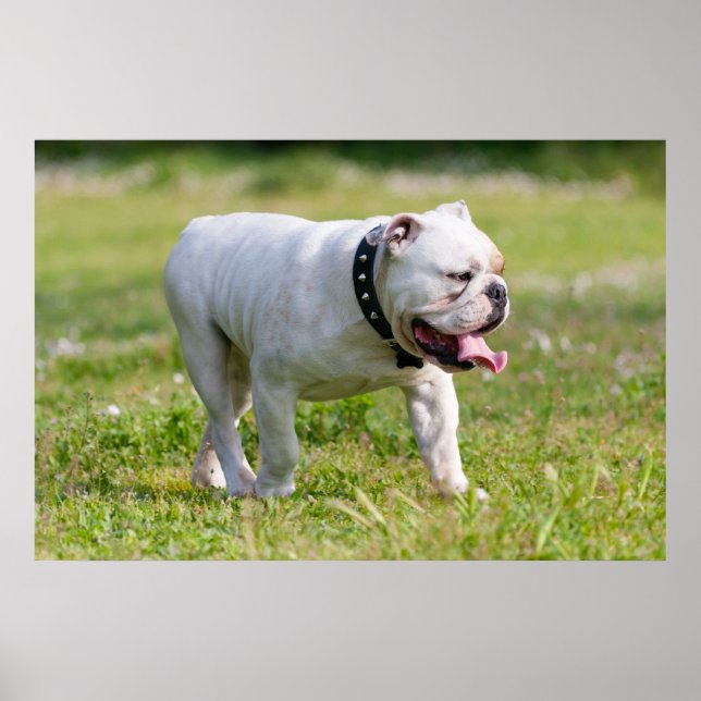 Póster Bulldog inglés (Frente)