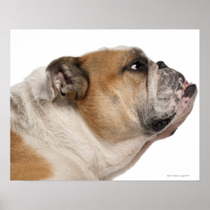 Póster Bulldog inglés (6 años)