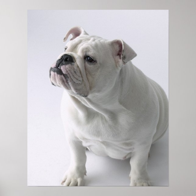 Póster Bulldog inglés blanco sentado en un estudio, (Frente)