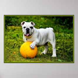 Póster Bulldog inglés con bola