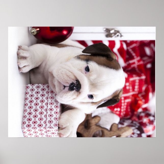 Póster Bulldog inglés de cachorro suave | Navidades diver (Frente)