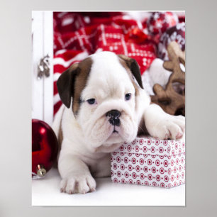 Póster Bulldog inglés de cachorro suave Navidades diver