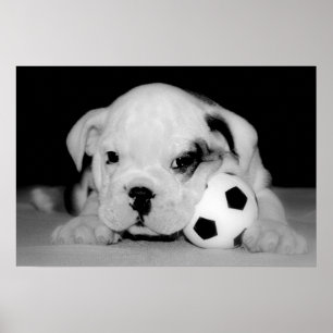 Póster "Bulldog inglés del perrito del fútbol"