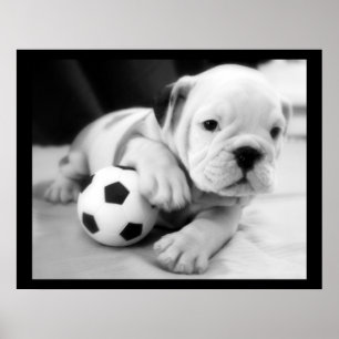 Póster bulldog inglés "Let's Play Soccer"