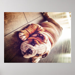 Póster Bulldog Inglés Ligero Perro   Foto de perro