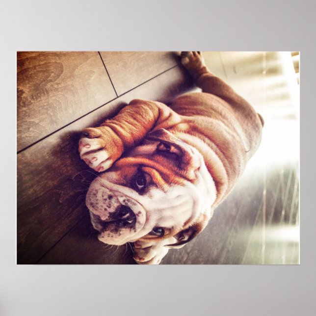 Póster Bulldog Inglés Ligero Perro | Foto de perro (Frente)