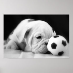 Póster bulldog inglés "Soccer Ball Nose"