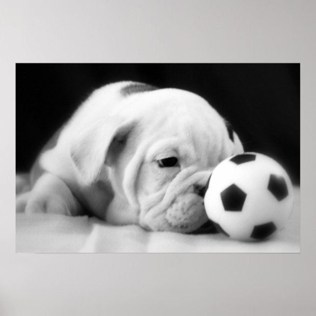 Póster bulldog inglés "Soccer Ball Nose" (Frente)