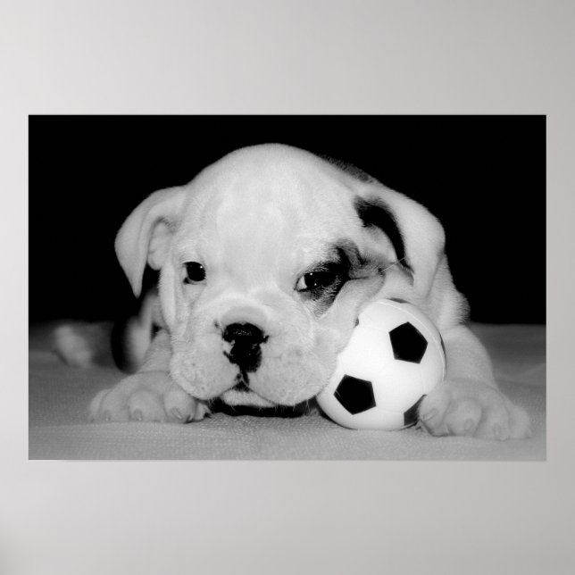 Póster bulldog inglés "Soccer Puppy" (Frente)