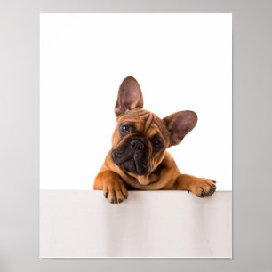 Póster Bulldog lindo   Bulldog inglés realmente lindo