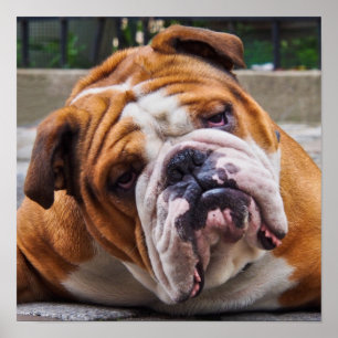 Póster Bulldog Poster