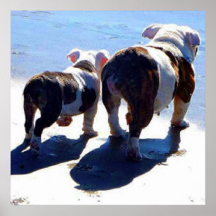 Póster Bulldoges ingleses solos en último Poster