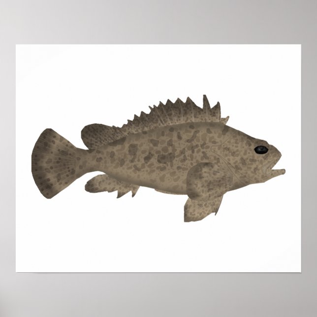 Póster Bullrout (Frente)