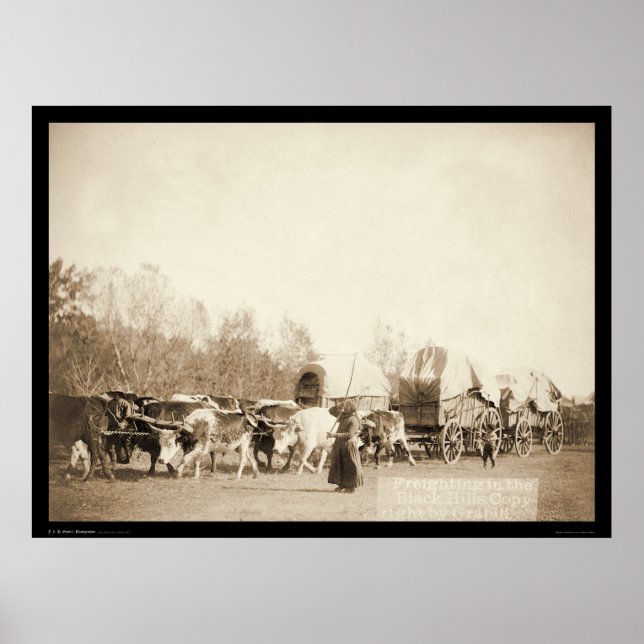Póster Bullwhacking Oxen SD 1887 (Frente)