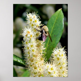 Póster Bumble Bee