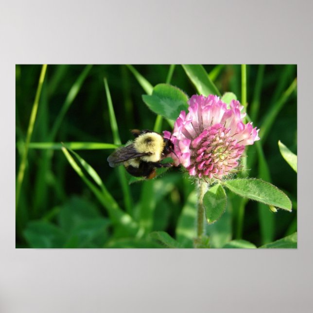 Póster Bumble Bee en Clover (Frente)