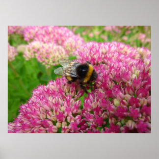 Póster Bumble Bee en el Seddum