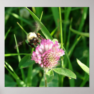 Póster Bumble Bee en Red Clover