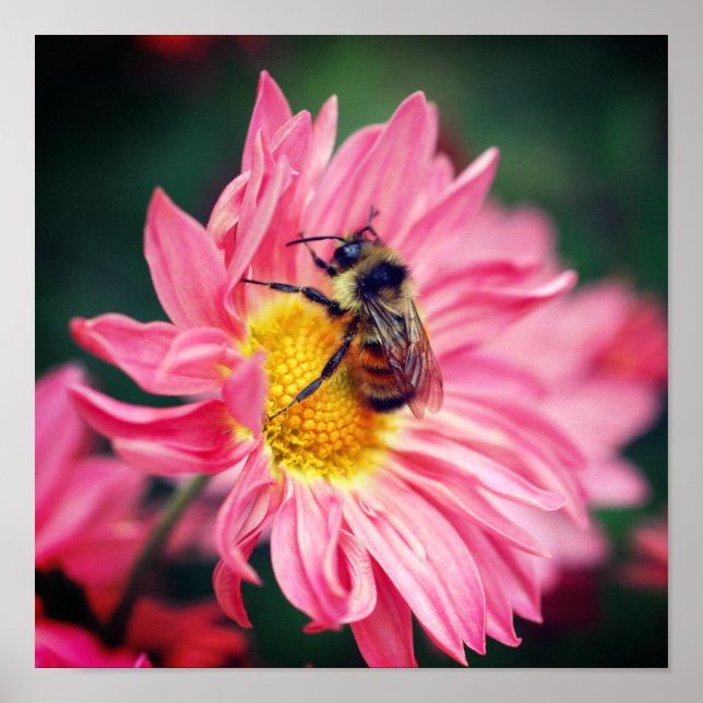 Póster Bumble Bee On Pink Daisy Flower 2  (Frente)