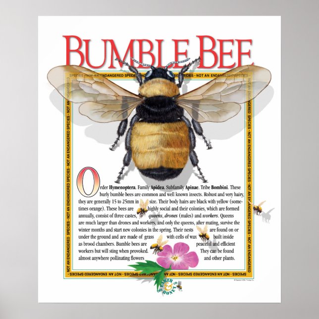 Póster Bumble Bee Poster (Frente)