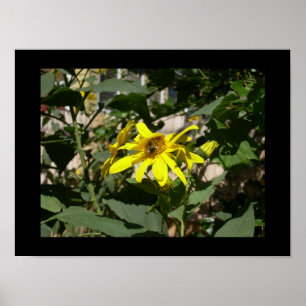 Póster Bumbleabe en un girasol