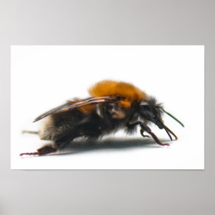 Póster Bumblebee