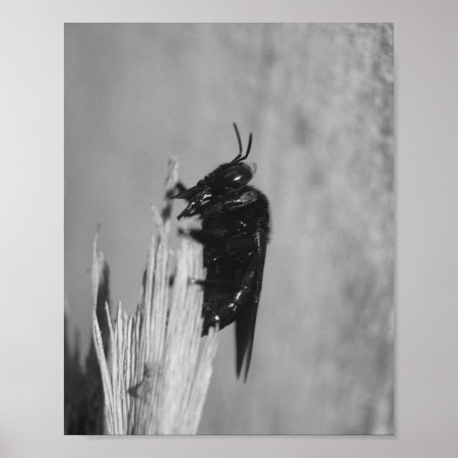 Póster Bumblebee (Frente)