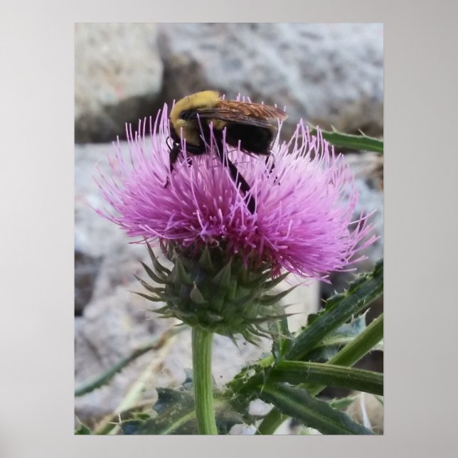 Póster Bumblebee cosecha una flor de Thristle morado (Frente)
