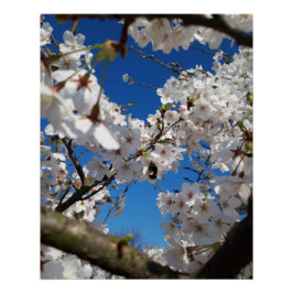 Póster Bumblebee en flor de cerezo salvaje