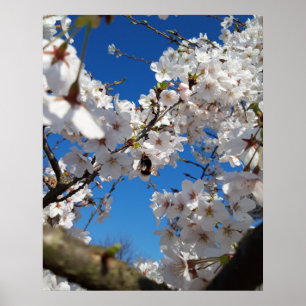 Póster Bumblebee en flor de cerezo salvaje