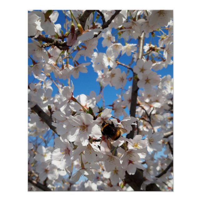 Póster Bumblebee en flor de cerezo salvaje (Anverso)