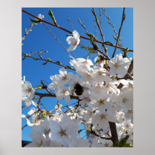 Póster Bumblebee en flor de cerezo salvaje
