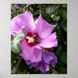 Póster Bumblebee en la flor de Hibiscus